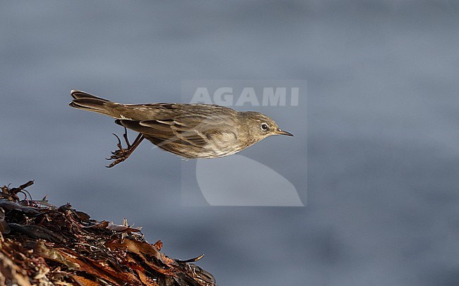 Rock Pipit, Anthus petrosus littoralis, take off at Helsingør, Denmark stock-image by Agami/Helge Sorensen,