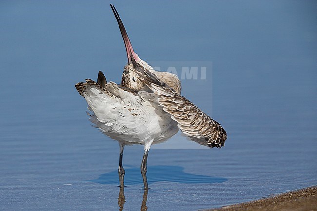 Bar-tailed Godwit (Limosa lapponica), preening in the water, Liwa, Al Batinah, Oman stock-image by Agami/Saverio Gatto,