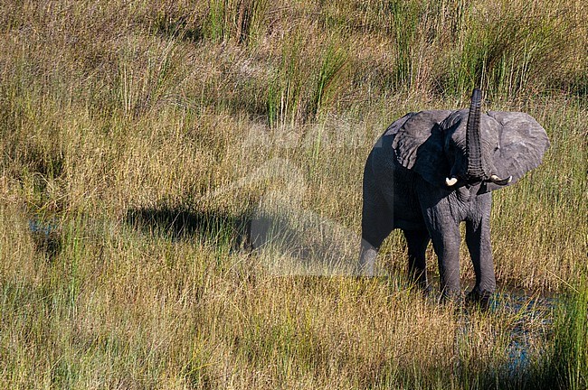 Aerial view of an African elephant, Loxodonta africana, walking in tall grass. Okavango Delta, Botswana. stock-image by Agami/Sergio Pitamitz,