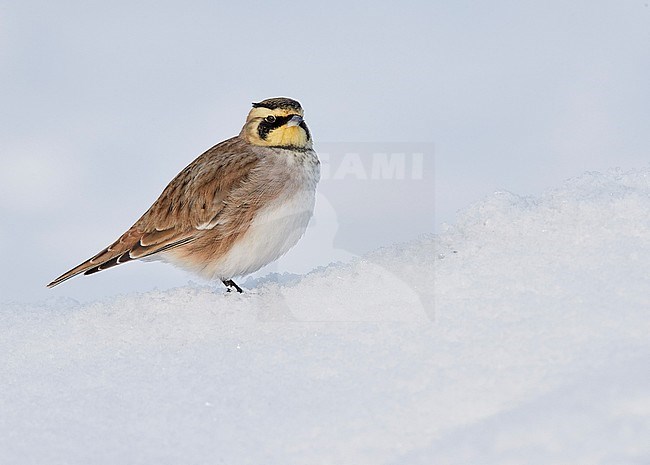 Shore Lark (Eremophila alpestris) Vantaa Finland February 2018 stock-image by Agami/Markus Varesvuo,