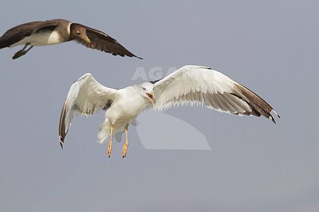 Heuglin's Gull - Tundramöwe - Larus heuglini, Oman, adult stock-image by Agami/Ralph Martin,