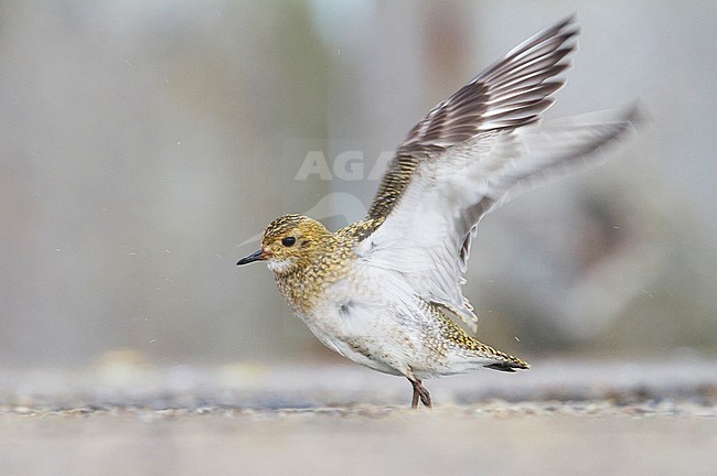 Eurasian Golden Plover (Pluvialis apricaria), Germany, adult in autumn/winter plumage. stock-image by Agami/Ralph Martin,