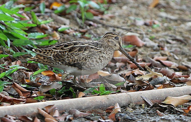 Swinhoe's Snipe (Gallinago megala) wintering in Singapore, foraging on open forest floor. stock-image by Agami/James Eaton,