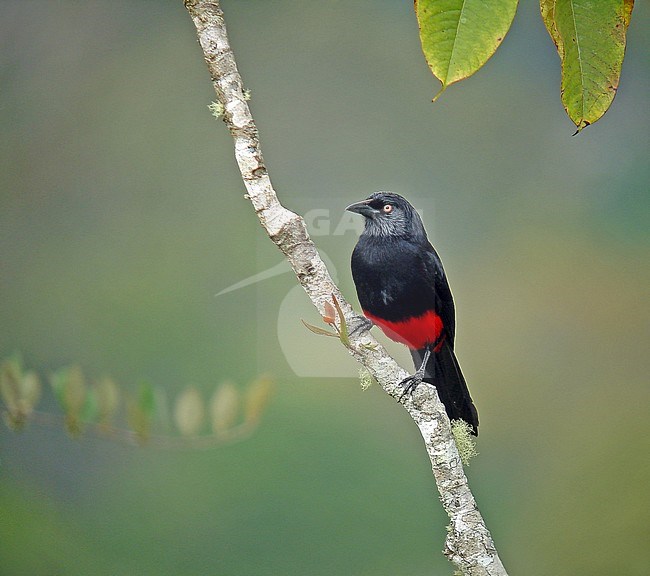 Red-bellied grackle (Hypopyrrhus pyrohypogaster) perched in montane rainforest in Colombia. stock-image by Agami/Pete Morris,