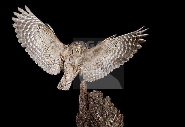 Eurasian Scops Owl (Otus scops) in flight, landing on a perch during the night. stock-image by Agami/Alain Ghignone,