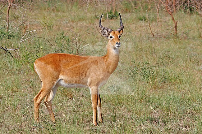 Ugandan kob (Kobus kob thomasi) stock-image by Agami/Pete Morris,