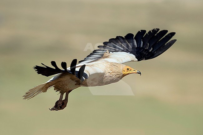 Endangered Egyptian Vulture (Neophron percnopterus) in flight stock-image by Agami/Alain Ghignone,