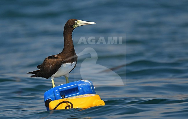 Brown Booby (Sula leucogaster) off Mirbat, southern Oman stock-image by Agami/Eduard Sangster,