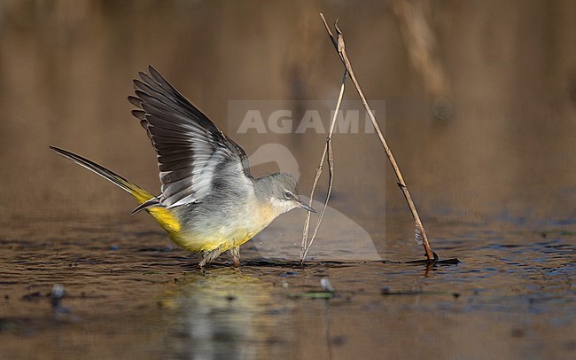 Grey Wagtail (Motacilla cinerea cinerea) a 2cy bird feeding in a  flooded field in winter setting at Roskilde, Denmark stock-image by Agami/Helge Sorensen,