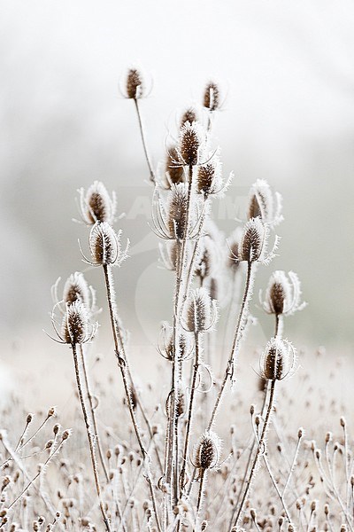 Wild Teasel (Dipsacus fullonum) covered in soft rime stock-image by Agami/Caroline Piek,