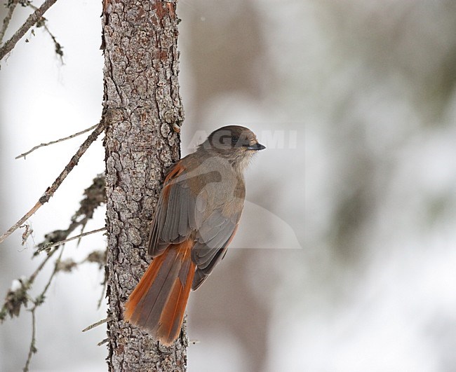 Taigagaai zittend; Siberian Jay perched stock-image by Agami/Roy de Haas,