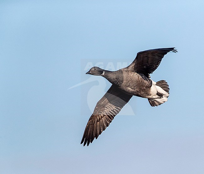 Wintering Dark-bellied Brent Goose (Branta bernicla bernicla) in Norfolk, England. stock-image by Agami/Marc Guyt,