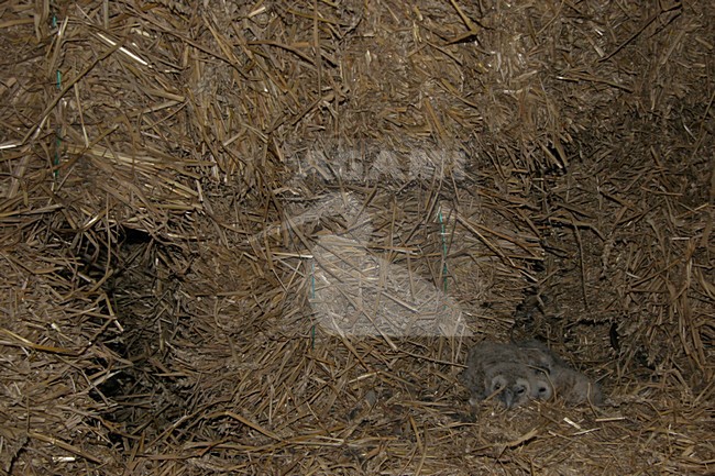 Jonge Bosuil; Young Tawny Owl stock-image by Agami/Chris van Rijswijk,