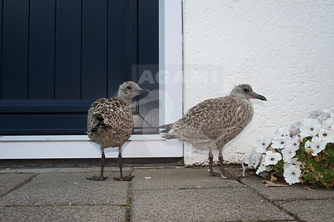 Herring Gull immature standing in a street; Zilvermeeuw onvolwassen staand op straat stock-image by Agami/Marc Guyt,