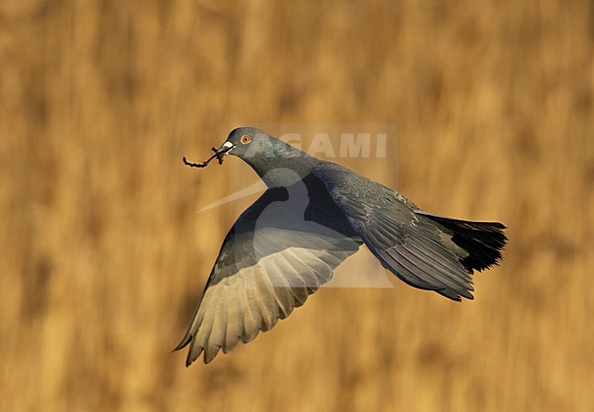 Stadsduif met nestmateriaal, Feral Pigeon with nesting material stock-image by Agami/Markus Varesvuo,