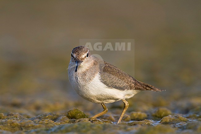 Common Sandpiper - Flussuferläufer - Actitis hypoleucos, Oman, adult, nonbreeding stock-image by Agami/Ralph Martin,