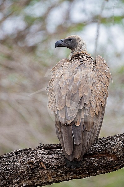 White-backed Vulture (Gyps africanus), second year individual perched on a branch, Mpumalanga, South Africa stock-image by Agami/Saverio Gatto,