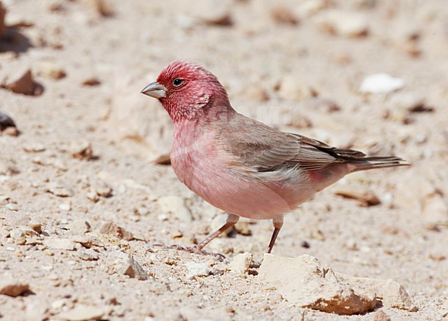 Volwassen mannetje SianÃ¯roodmus; Adult male Sinai Rosefinch stock-image by Agami/Markus Varesvuo,