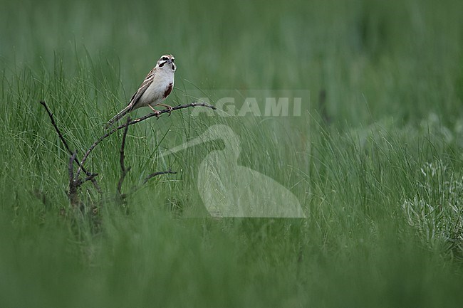 An adult male Rufous-backed Bunting or Jankowski's Bunting (Emberiza jankowskii) perching of a freshly burned branch of a bush in South Eastern Mongolia close to Chinese border in Dornod Aimag stock-image by Agami/Mathias Putze,