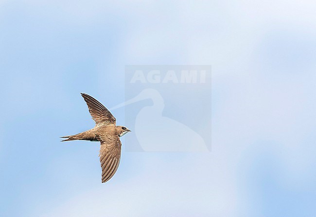 Alpine Swift (Apus melba) flying over Rabbit Island off Petra on the Greek island of Lesvos. stock-image by Agami/Marc Guyt,