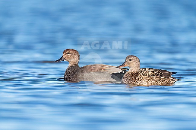 Adult male (L), adult female (R)
Colusa Co., CA
January 2023 stock-image by Agami/Brian E Small,