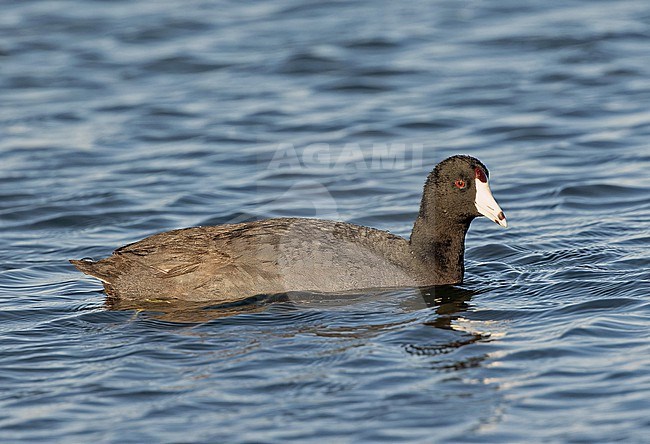 American Coot, Fulica americana, in Western Mexico. Swimming in a lake. stock-image by Agami/Pete Morris,