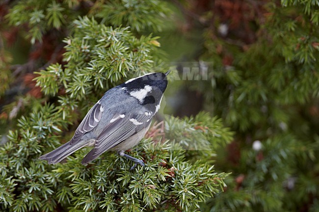 Zwarte Mees foeragerend in conifeer; Coal Tit foraging in conifer stock-image by Agami/Markus Varesvuo,