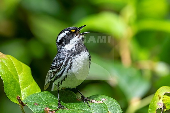A beautiful close-up of an adult male Black-throated Gray Warbler that sits singing on a leaf with its bill open and head angled back. stock-image by Agami/Jacob Garvelink,