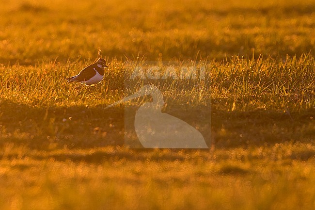 Kievit, Northern Lapwing, Vanellus vanellus, Spain, adult stock-image by Agami/Ralph Martin,