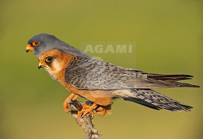 Pair (male and female) Red-footed Falcons (Falco vespertinus) stock-image by Agami/Alain Ghignone,