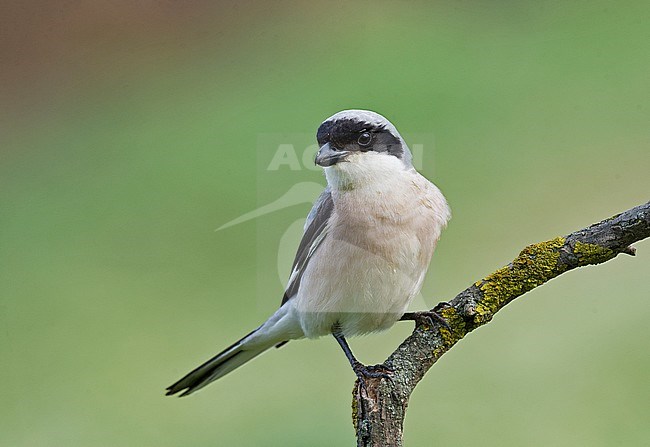 Lesser Grey Shrike (Lanius minor) adult perched stock-image by Agami/Alain Ghignone,