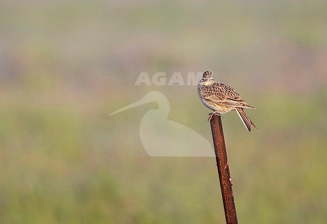 Eurasian Skylark (Alauda arvensis) on lookout post in small scale farmland near Rijnsburg in the Netherlands. stock-image by Agami/Arnold Meijer,