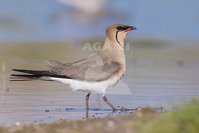 Collared Pratincole (Glareola pratincola), side view of an adult male standing in the water, Campania, Italy stock-image by Agami/Saverio Gatto,