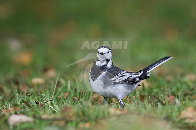 Rouwkwikstaart, Pied Wagtail, Motacilla (alba) yarelli, Great Britain stock-image by Agami/Ralph Martin,