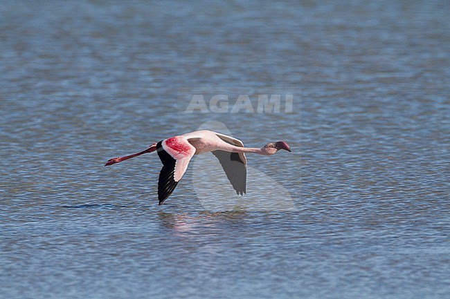 Lesser Flamingo (Phoenicopterus minor), adult flying, Langebaan, South Africa stock-image by Agami/Karel Mauer,