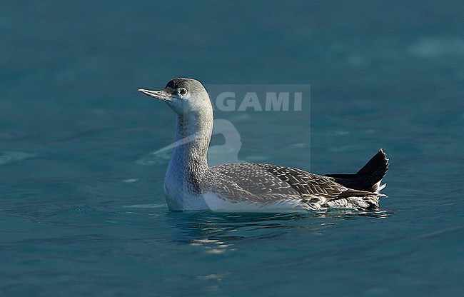 Second-year Red-throated Diver (Gavia stellata) wintering in France. stock-image by Agami/Aurélien Audevard,