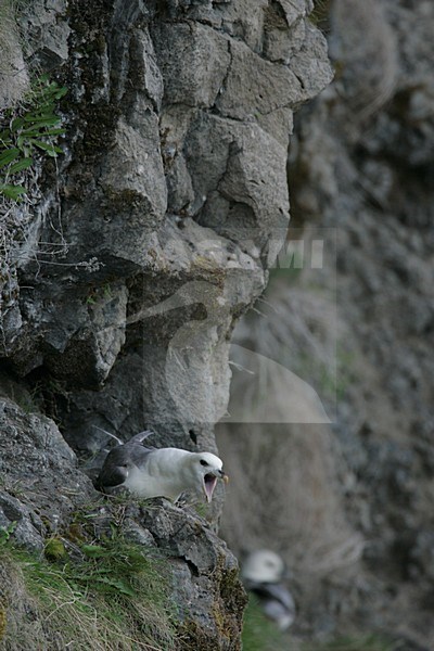 Noordse Stormvogel roepend; Northern Fulmar calling stock-image by Agami/Menno van Duijn,