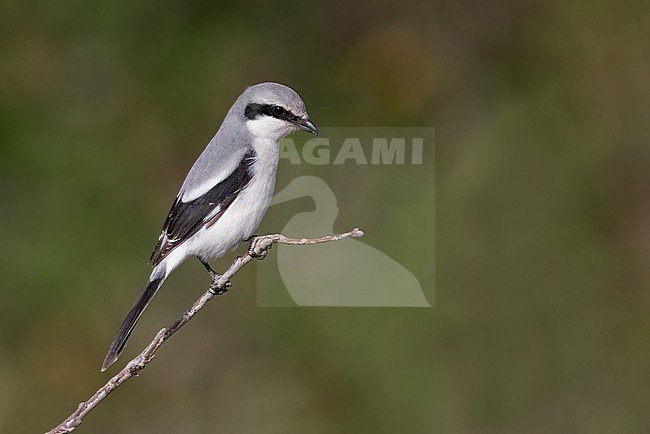 Great Grey Shrike (Lanius excubitor), side view of an adult male on the lookout for preys, Campania, Italy stock-image by Agami/Saverio Gatto,