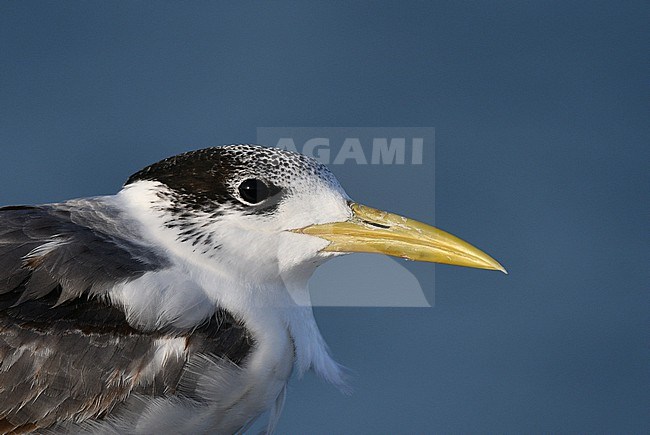 Greater crested tern, Thalasseus bergii, along the coast in Oman. stock-image by Agami/Laurens Steijn,