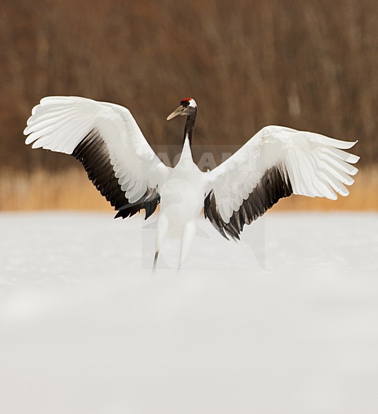 Chinese Kraanvogel baltsend, Red-crowned Crane displaying stock-image by Agami/Roy de Haas,