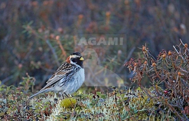 Volwassen mannetje IJsgors in broedgebied; Adult male Lapland Longspur at breeding site stock-image by Agami/Markus Varesvuo,