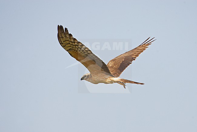 Grauwe Kiekendief, Montagus Harrier, Circus pygargus stock-image by Agami/Markus Varesvuo,