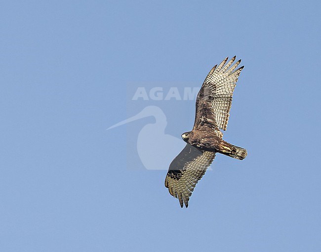 Zone-tailed Hawk, Buteo albonotatus, in Western Mexico. stock-image by Agami/Pete Morris,