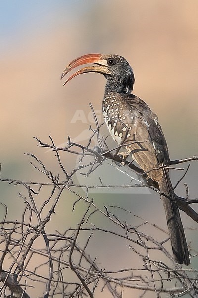 Monteiro's Hornbill (Tockus monteiri) perched on a branch in Angola. stock-image by Agami/Dubi Shapiro,