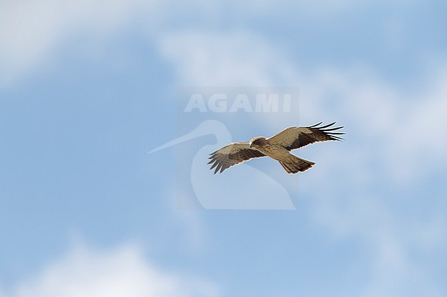 Light morph Booted Eagle (Hieraaetus pennatus) on migration over Spain. stock-image by Agami/Marc Guyt,