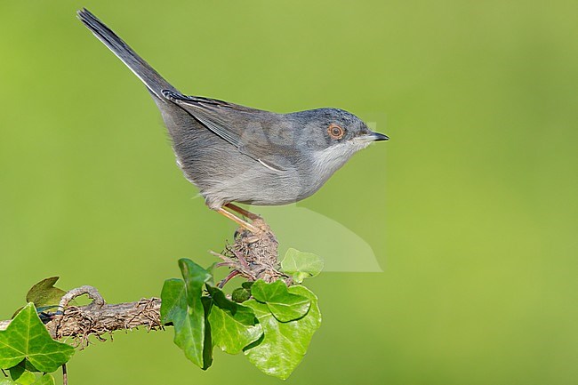 Sardinian Warbler (Sylvia melanocephala), side view of an adult female perched on an European Ivy branch, Campania, Italy stock-image by Agami/Saverio Gatto,