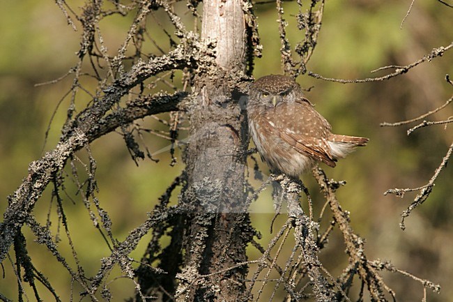 Eurasian Pygmy Owl adult perched; Dwerguil volwassen zittend stock-image by Agami/Menno van Duijn,