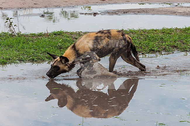 A painted wolf, Cape hunting dog, or wild dog, Lycaon pictus, walking in water. Khwai Concession Area, Okavango, Botswana. stock-image by Agami/Sergio Pitamitz,