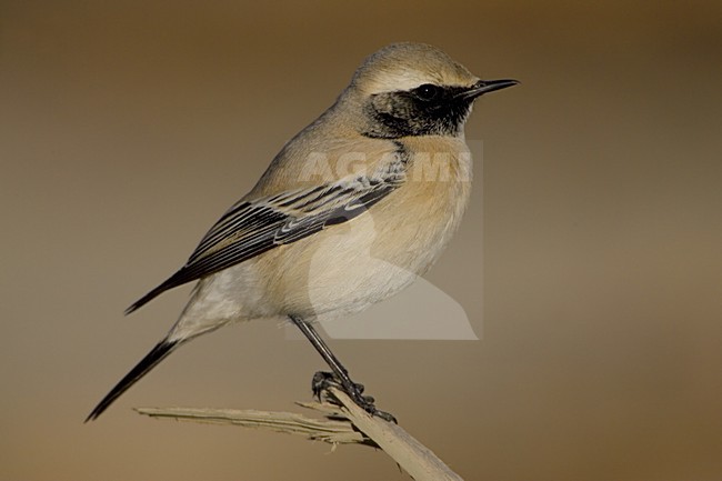 Desert Wheatear adult male; Woestijntapuit volwassen man stock-image by Agami/Daniele Occhiato,