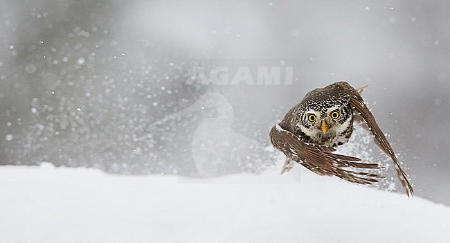 Pygmy Owl (glaucidium passerinum)Kuusamo Finland February 2016 stock-image by Agami/Markus Varesvuo,
